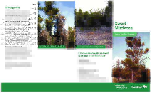Management Dwarf mistletoe can be managed by removing all host trees during harvest and altering forest renewal practices. Management practices vary greatly depending on the tree, age of the stand,