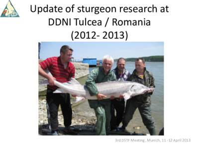 Starry sturgeon / Ural River / Danube Delta / Romania / Fish / Sturgeons / Beluga