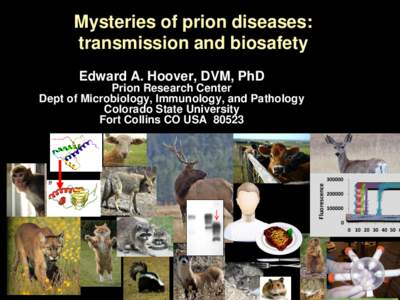 Mysteries of prion diseases: transmission and biosafety Edward A. Hoover, DVM, PhD Prion Research Center Dept of Microbiology, Immunology, and Pathology Colorado State University