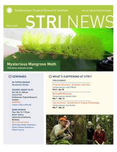 stri.si.edu/sites/strinews  FEB 13, 2015 Mysterious Mangrove Moth Full story: www.stri.si.edu