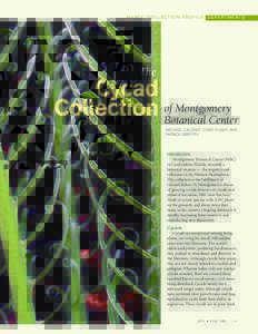 Cycad / Conservation / Microcycas / Cycas / Macrozamia moorei / Zamia / Montgomery Botanical Center / Spermatophyte / Zamia amblyphyllidia / Biology / Botany / Zamiaceae