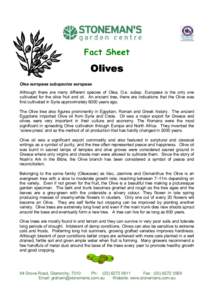 Fact Sheet  Olives Olea europaea subspecies europaea Although there are many different species of Olea, O.e. subsp. Europaea is the only one cultivated for the olive fruit and oil. An ancient tree, there are indications 