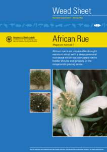 Weed Sheet Declared weed sheet : African Rue African Rue (Peganum harmala )