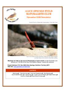 ALICE SPRINGS FIELD NATURALISTS CLUB November 2009 Newsletter Scarlet Percher (Diplacodes haematodes), Photo Bob Read  Learn more about Central Australian wetlands from Angus Duguid