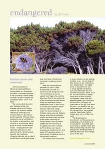 endangered  Rottnest Island pine community Callitris preissii and Melaleuca lanceolata forest
