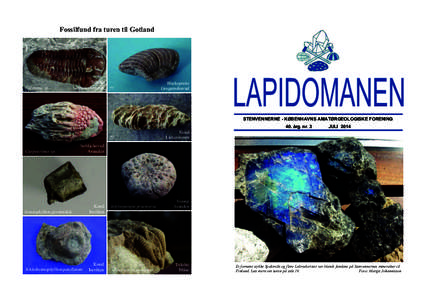 Fossilfund fra turen til Gotland  Calymene sp. Trilobit Gothemshammar