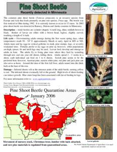 Recently detected in Minnesota The common pine shoot beetle (Tomicus piniperda) is an invasive species from Europe and Asia that feeds primarily on pine tree species, Pinus spp. The beetle was first noticed in Ohio durin