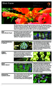 Astilbe / Nepeta / Geranium / Botany / Agriculture / Biology / Heucherella / Saxifragaceae / Lamiaceae / Flowers