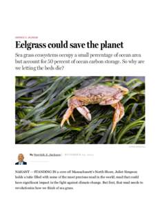DERRICK Z. JACKSON  Eelgrass could save the planet Sea grass ecosystems occupy a small percentage of ocean area but account for 50 percent of ocean carbon storage. So why are we letting the beds die?