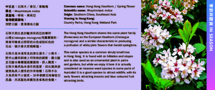Common name: Hong Kong Hawthorn / Spring Flower Scientific name: Rhaphiolepis indica Origin: Southern China, Southeast Asia Viewing in Hong Kong: Country Parks, Hong Kong Wetland Park