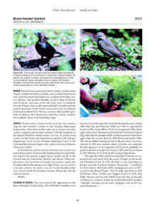 Order Passeriformes  Family Icteridae