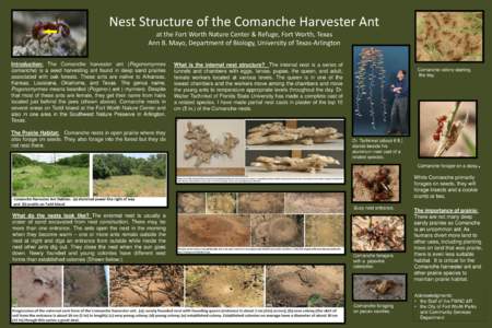 Nest Structure of the Comanche Harvester Ant at the Fort Worth Nature Center & Refuge, Fort Worth, Texas Ann B. Mayo, Department of Biology, University of Texas-Arlington Introduction: The Comanche harvester ant (Pogonom