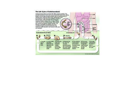 PAIRED ADULT WORMS The Life Cycle of Schistosomiasis Schistosomiasis affects more than 200 million people worldwide. The parasitic larvae live in fresh water and can penetrate human skin, placing