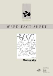 Weed Fact Sheet  Madeira Vine Andredera cordifolia  DE S C R I P T I O N