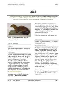 South Carolina Species Information  Otters Mink