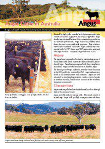 Angus  Angus Cattle in Australia