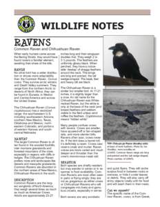 WILDLIFE NOTES RAVENS Common Raven and Chihuahuan Raven When early hunters came across the Bering Straits, they would have