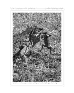 Iguana b&w text