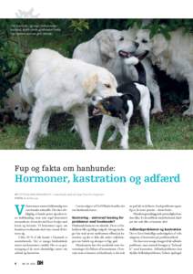 Den kastrerede – og meget fredsommelige – hanhund, dansk-svenske gårdhunden Freddy, leger sammen med sine gode veninder. Fup og fakta om hanhunde: