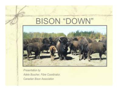 Microsoft PowerPoint[removed]BISON DOWN PRESENTATION update.ppt