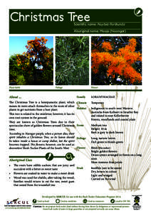 Christmas Tree  Scientific name: Nuytsia floribunda Aboriginal name: Mooja (Noongar)  Plant habit