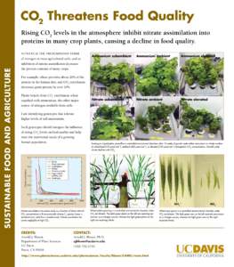 CO2 Threatens Food Quality Rising CO2 levels in the atmosphere inhibit nitrate assimilation into proteins in many crop plants, causing a decline in food quality. NITRATE is the predominant form of nitrogen in most agricu