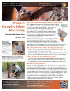 Cosmopolitan species / Falco / Peregrine Falcon / Prairie Falcon / Rock climbing / Bird nest / Falcon / The Peregrine Fund / Pinnacles National Monument / Zoology / Biology / Birds of North America