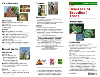 Verticillium wilt  Cankers Identification Identification