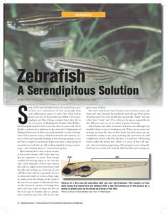 RESEARCH  Zebrafish A Serendipitous Solution BY KELLY OWEN, PH.D., ALLISON COFFIN, PH.D., DAVID RAIBLE, PH.D., AND EDWIN RUBEL, PH.D.