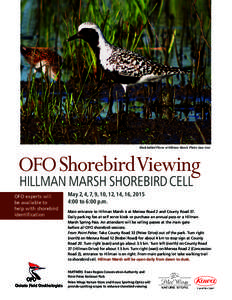 Black-bellied Plover at Hillman Marsh. Photo: Jean Iron  OFO ShorebirdViewing HILLMAN MARSH SHOREBIRD CELL  OFO experts will