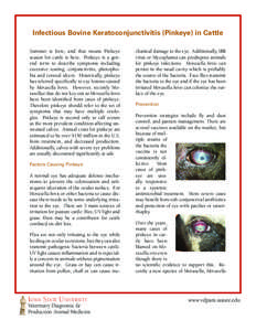 Infectious Bovine Keratoconjunctivitis (Pinkeye) in Cattle Summer is here, and that means Pinkeye season for cattle is here. Pinkeye is a general term to describe symptoms including excessive tearing, conjunctivitis, pho