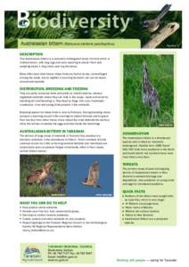 Biodiversity information sheet: Australasian bittern - Taranaki Regional Council