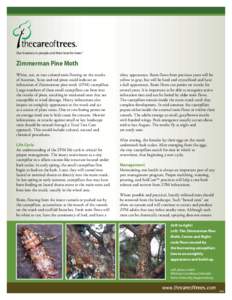 Our business is people and their love for trees®  Zimmerman Pine Moth White, tan, or rust colored resin flowing on the trunks of Austrian, Scots and red pines could indicate an infestation of Zimmerman pine moth (ZPM) c