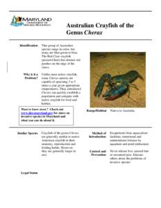 Australian Crayfish of the Genus