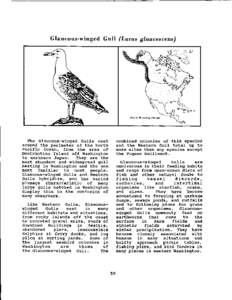 G l a u c o u s - w i n g e d G u l l (Larus glaucescens)  World Breeding Range The Glaucous-winged Gulls nest around the perimeter of the North