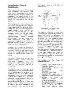 Nasopharynx / Human pharynx / Nasopharyngeal carcinoma / Parapharyngeal space / Pharyngeal recess / Torus tubarius / Swallowing / Retropharyngeal space / Tensor veli palatini muscle / Human anatomy / Anatomy / Head and neck