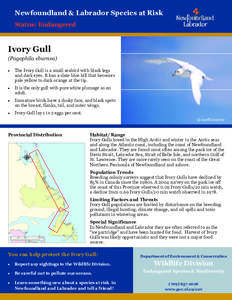 Newfoundland & Labrador Species at Risk Status: Endangered Ivory Gull (Pagophila eburnea) 