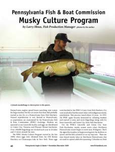 Pennsylvania Fish & Boat Commission  Musky Culture Program by Larry Hines, Fish Production Manager  photos by the author
