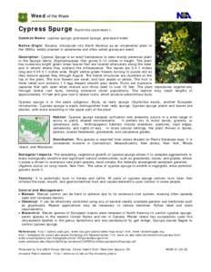 Flora / Euphorbia / Biology / Botany / Aphthona cyparissiae / Aphthona abdominalis / Medicinal plants / Chrysomelidae / Euphorbia cyparissias
