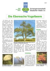 Nr.11  Die Eberesche/Vogelbeere Die Eberesche oder Vogelbeere (Sorbus aucuparia L.) zählt zur Gattung Sorbus, die etwa 85 Arten