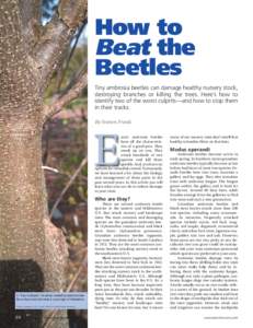 How to Beat the Beetles Tiny ambrosia beetles can damage healthy nursery stock, destroying branches or killing the trees. Here’s how to identify two of the worst culprits—and how to stop them