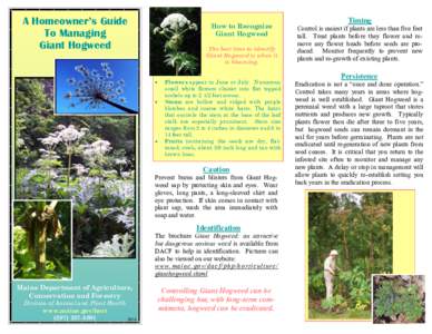 A Homeowner’s Guide To Managing Giant Hogweed How to Recognize Giant Hogweed