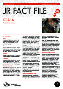 Junior RangerS  www.juniorrangers.com.au JR FACT FILE Koala