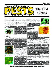 MF2392 Elm Leaf Beetles: Home and Horticultural Pests