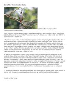 Star of the Week: Crested Bulbul  Environmental Education Centre Crested bulbul in Lung Fu Shan