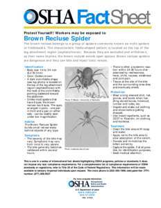 FactSheet Protect Yourself! Workers may be exposed to Brown Recluse Spider The brown recluse belongs to a group of spiders commonly known as violin spiders or fiddlebacks. The characteristic fiddle-shaped pattern is loca