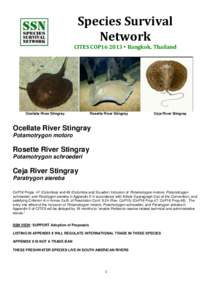 Species Survival Network CITES COP16 2013 • Bangkok, Thailand Ocellate River Stingray