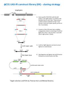 ɸC31 UAS-IR construct library (KK) - cloning strategy  PCR 1 PCR 2