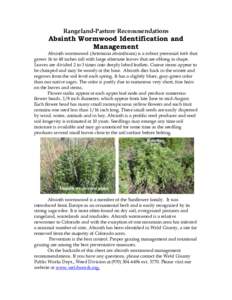 ted with le Rangeland-Pasture Recommendations  Absinth Wormwood Identification and
