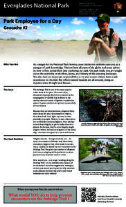 Alligatoridae / Anhinga Trail / Alligator / Everglades National Park / Anhingidae / Anhinga / National Park Service / Everglades / Florida / Environment of the United States